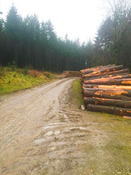 Forestry management. Logs ready for removal.